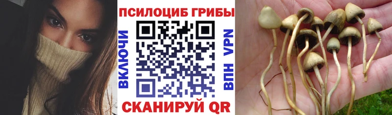 Псилоцибиновые грибы Psilocybine cubensis  что такое наркотик  ОМГ ОМГ tor  Краснознаменск 